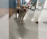 Small American Pit Bull Terrier