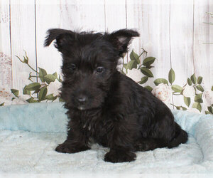 Scottish Terrier Puppy for sale in PENNS CREEK, PA, USA