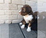Small Photo #1 Bernedoodle Puppy For Sale in AUSTIN, TX, USA
