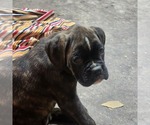 Small Photo #1 Boxer Puppy For Sale in AFTON, WY, USA