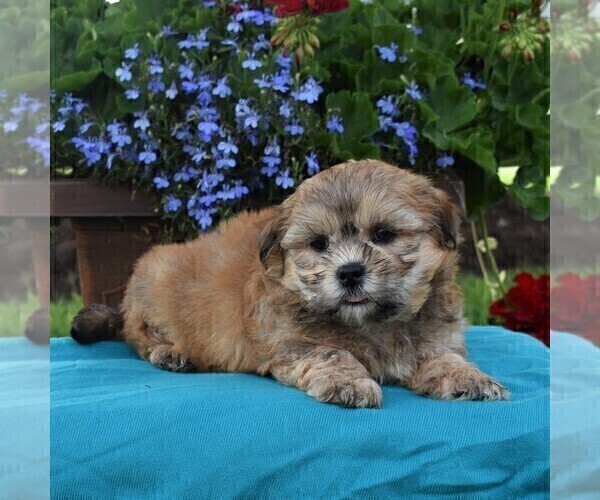Medium Photo #1 Mal-Shi Puppy For Sale in NARVON, PA, USA