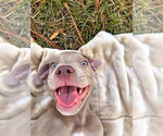 McNugget (2026) - Male Mutt Dog for Adoption - Small photo