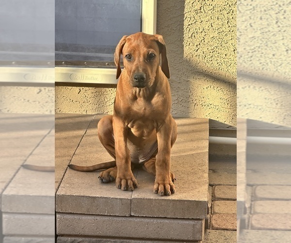 Medium Photo #11 Rhodesian Ridgeback Puppy For Sale in SURPRISE, AZ, USA