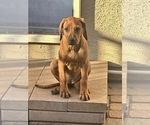 Small #10 Rhodesian Ridgeback