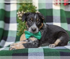 Australian Shepherd-Texas Heeler Mix Puppy for sale in HOLTWOOD, PA, USA