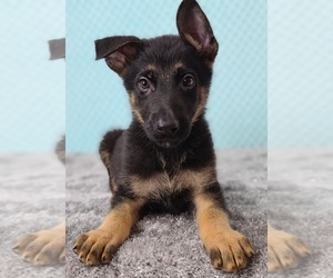 German Shepherd Dog Puppy for sale in WARREN, MA, USA