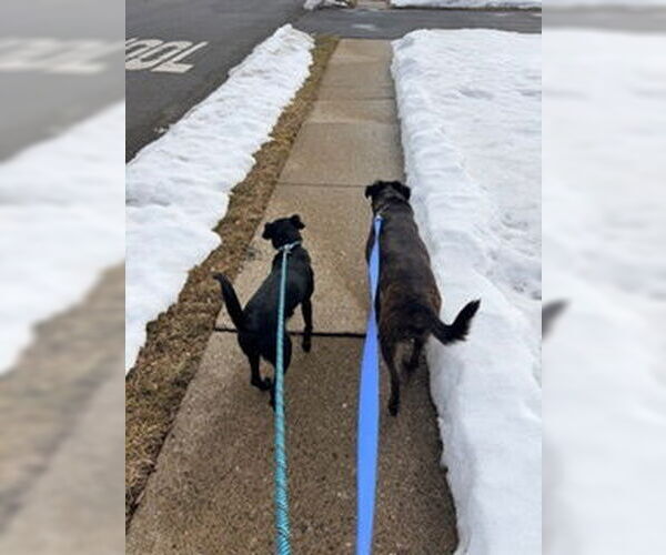 Medium Photo #5 Labrador Retriever-Unknown Mix Puppy For Sale in Rockaway, NJ, USA
