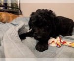 Puppy Prince Goldendoodle