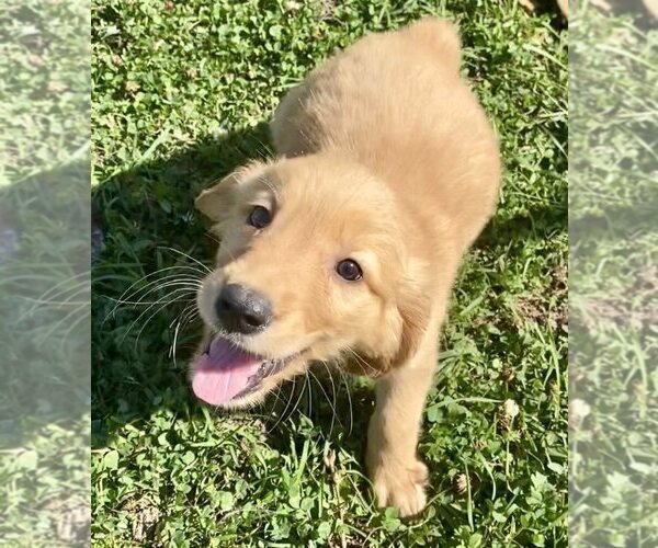 Medium Photo #1 Golden Retriever Puppy For Sale in RIGA, MI, USA