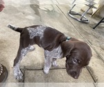 Small Photo #3 German Shorthaired Pointer Puppy For Sale in RIVERSIDE, CA, USA
