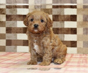 Cavapoo (Miniature) Puppy for sale in DENVER, PA, USA
