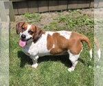 Small Bagle Hound