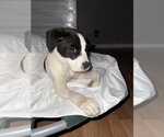 Small #1 Pointer-Saint Bernard Mix