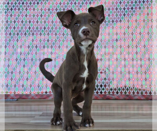 Medium Photo #2 Shepradors Puppy For Sale in Lakewood, CO, USA