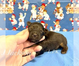 Yorkshire Terrier Puppy for sale in WINNSBORO, LA, USA