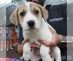 Small #2 Retriever  Mix