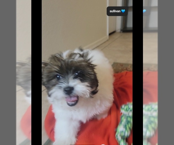 Medium Photo #3 ShihPoo Puppy For Sale in TUCSON, AZ, USA