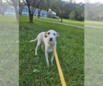 Small #2 Mutt