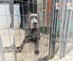 Small Cane Corso