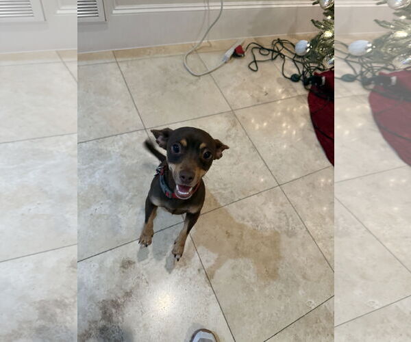 Medium Photo #6 Chihuahua-Unknown Mix Puppy For Sale in The Woodlands, TX, USA