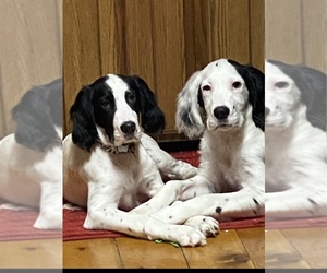 English Setter Puppy for sale in FRIENDSHIP, WI, USA