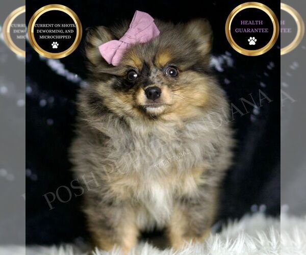 Medium Photo #1 Pomeranian Puppy For Sale in WARSAW, IN, USA