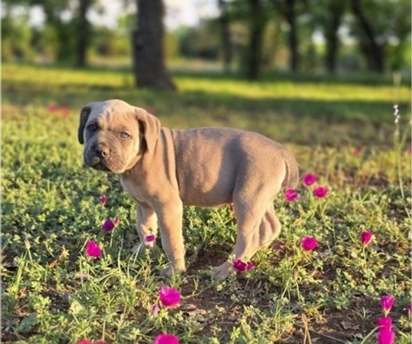 Medium Photo #4 Cane Corso Puppy For Sale in BANGS, TX, USA