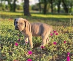 Small #3 Cane Corso