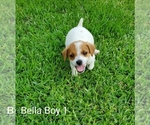 Small Photo #2 Jack Russell Terrier Puppy For Sale in PIONEER, LA, USA