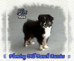 Miniature Australian Shepherd Puppy for sale in FORESTBURG, TX, USA