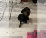 Small #7 Doberman Pinscher