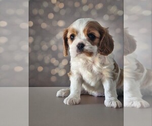 Cavalier King Charles Spaniel Puppy for Sale in NILES, Michigan USA