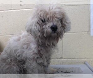Poodle (Toy) Dogs for adoption in Downey, CA, USA
