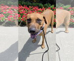 Small #6 Rhodesian Ridgeback Mix