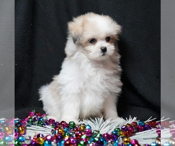 Medium Photo #4 Maltipom Puppy For Sale in ROCK VALLEY, IA, USA