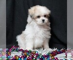 Small #3 Maltipom