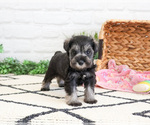 Small #2 Schnauzer (Miniature)