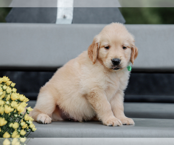 Medium Photo #3 Golden Retriever Puppy For Sale in LIBERTY, KY, USA