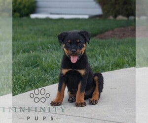 Rottweiler Puppy for sale in CHRISTIANA, PA, USA