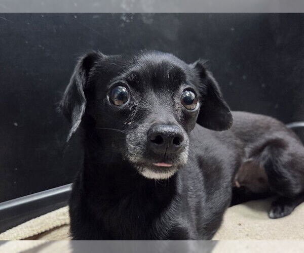 Medium Photo #1 Chihuahua-Unknown Mix Puppy For Sale in San Clemente, CA, USA