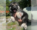 Image preview for Ad Listing. Nickname: Litter of 6
