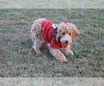 Puppy Waffles Goldendoodle