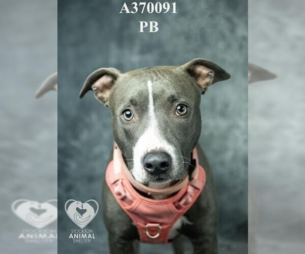 Medium Photo #2 Mutt Puppy For Sale in Stockton, CA, USA