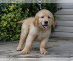 Small #3 Golden Retriever