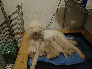Mother of the Poodle (Standard) puppies born on 12/26/2017