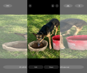 Father of the German Shepherd Dog puppies born on 03/09/2026