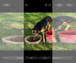 Small Photo #1 German Shepherd Dog Puppy For Sale in ZEBULON, NC, USA