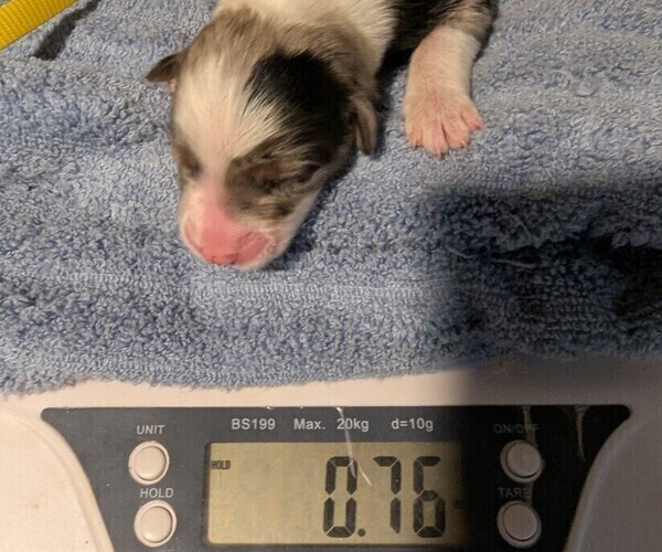 Medium Photo #7 Australian Shepherd Puppy For Sale in SYLVA, NC, USA