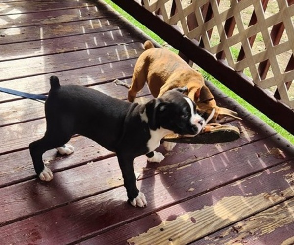 Medium Photo #1 Boxer Puppy For Sale in STAFFORD SPRINGS, CT, USA