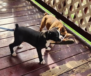 Boxer Puppy for sale in STAFFORD SPRINGS, CT, USA